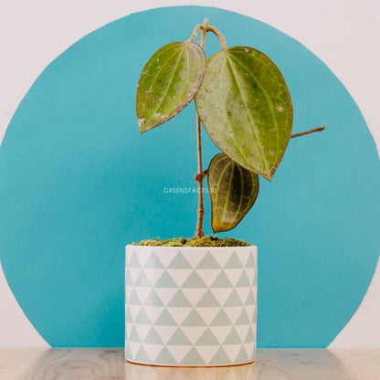 Hoya macrophylla red - Greenspaces.id