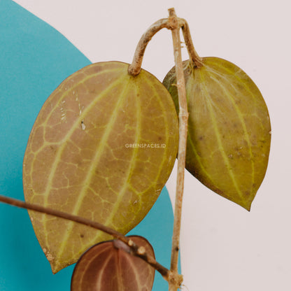 Hoya macrophylla red - Greenspaces.id