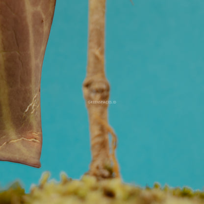 Hoya macrophylla red - Greenspaces.id