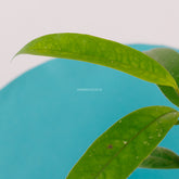 Hoya multiflora javanica - Greenspaces.id