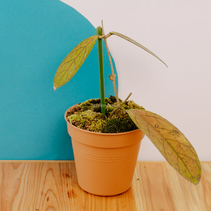 Hoya sp tanggamus - Greenspaces.id