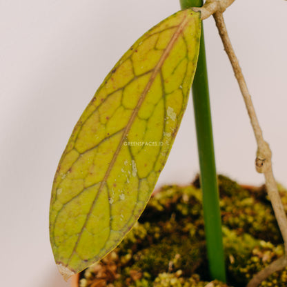 Hoya sp tanggamus - Greenspaces.id