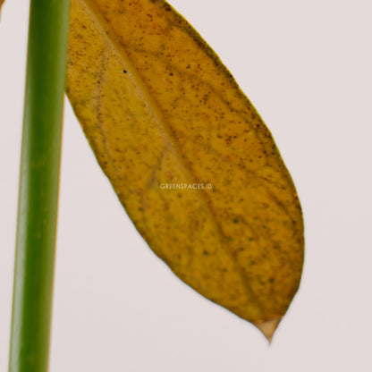 Hoya sp tanggamus - Greenspaces.id