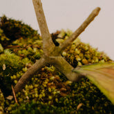 Hoya sp tanggamus - Greenspaces.id