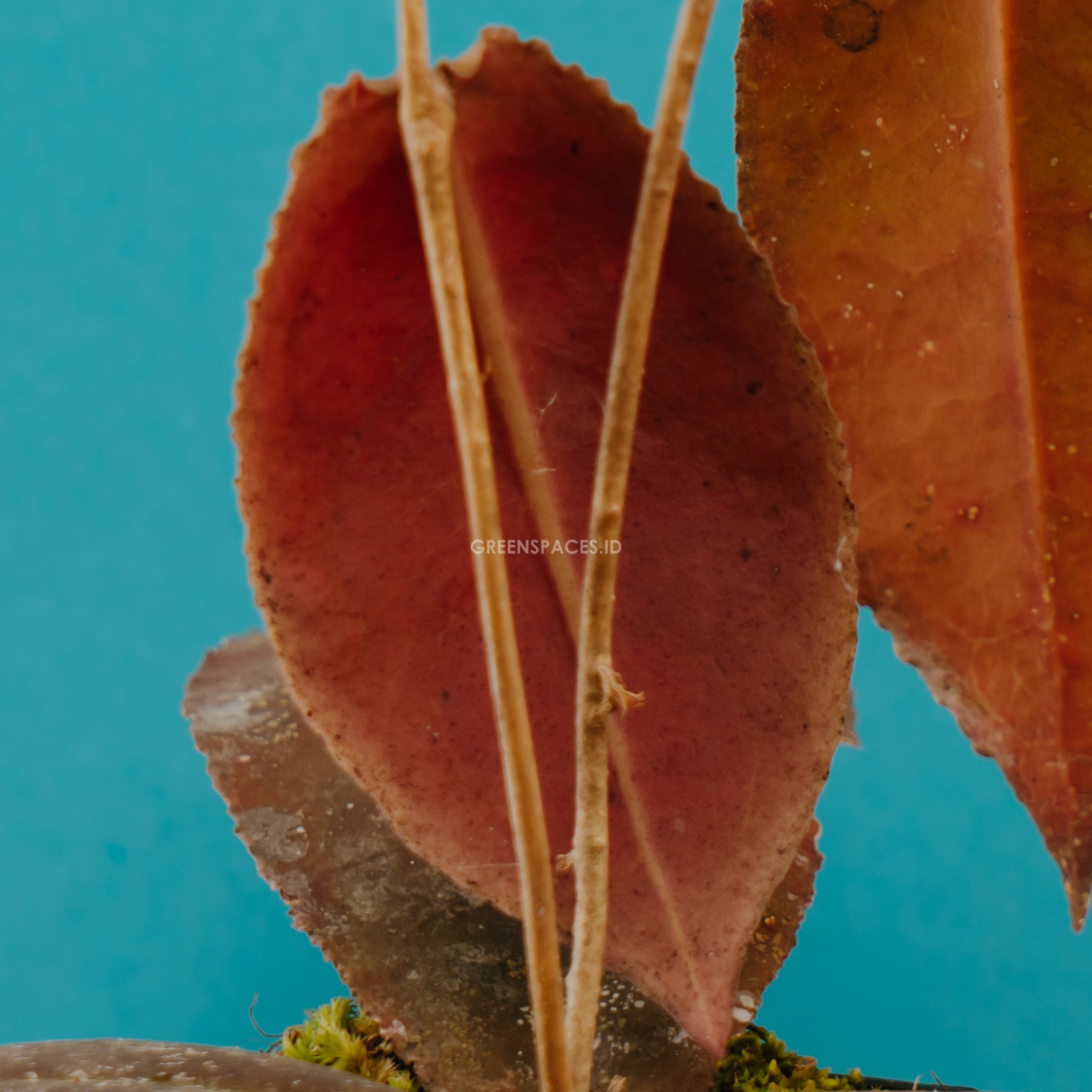 Hoya undulata red - Greenspaces.id