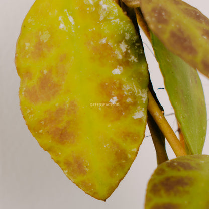 Hoya waymaniae - Greenspaces.id