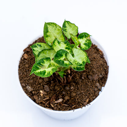 Syngonium Mini - Greenspaces.id