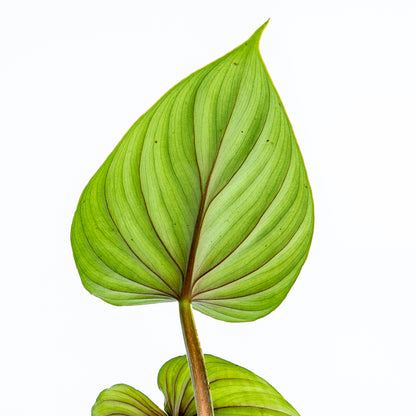 Philodendron Plowmanii - Greenspaces.id