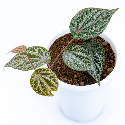 Piper Crocatum - Greenspaces.id