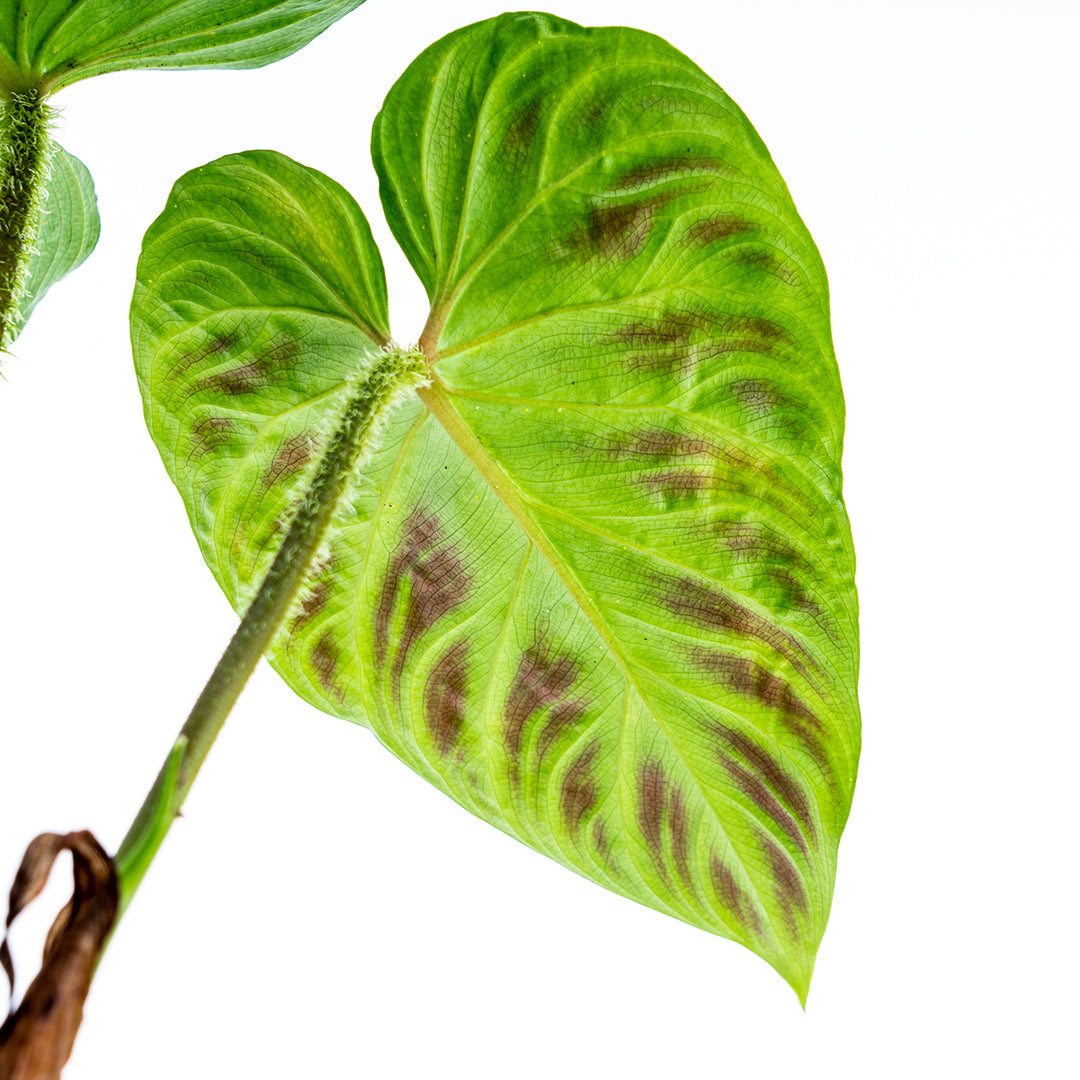 philodendron verrucosum cutting Philodendron Verrucosum 1