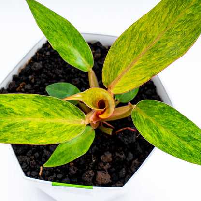 Philodendron Orange Marmalade - Greenspaces.id