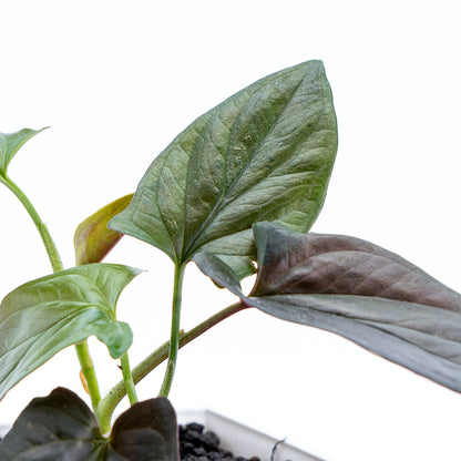 Syngonium Erythrophyllum - Greenspaces.id