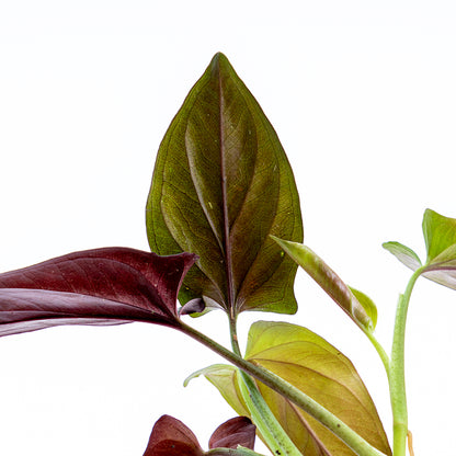 Syngonium Erythrophyllum - Greenspaces.id