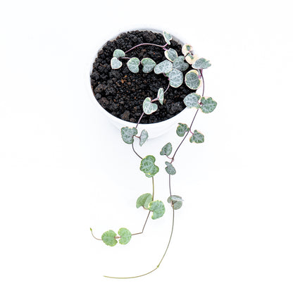 String of Hearth Variegated - Greenspaces.id