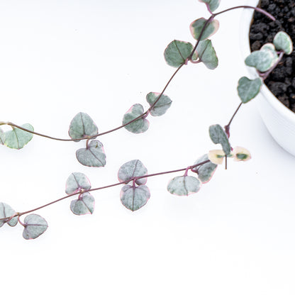 String of Hearth Variegated - Greenspaces.id