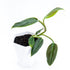 Philodendron Subhastatum - Greenspaces.id