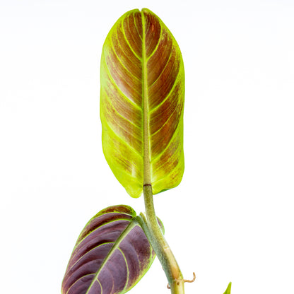 Philodendron Subhastatum - Greenspaces.id