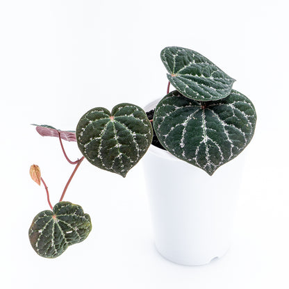 Piper Wullung - Greenspaces.id