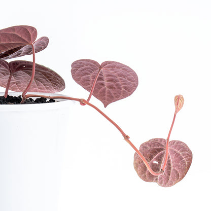 Piper Wullung - Greenspaces.id