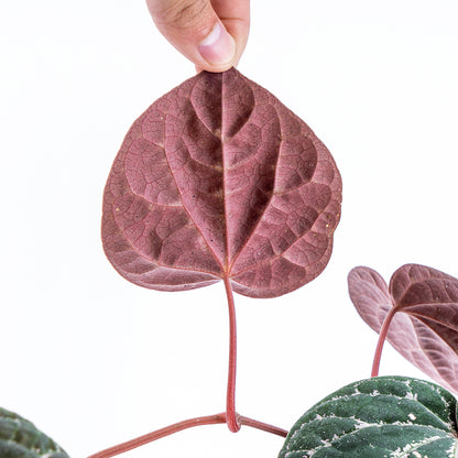 Piper Wullung - Greenspaces.id