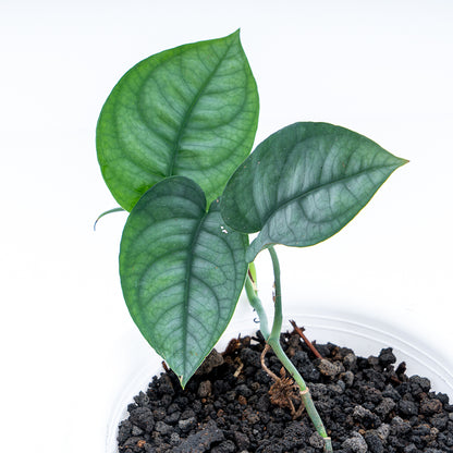 Scindapsus Lucens - Greenspaces.id