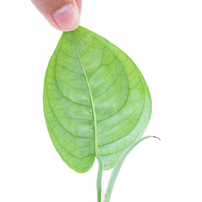 Scindapsus Lucens - Greenspaces.id