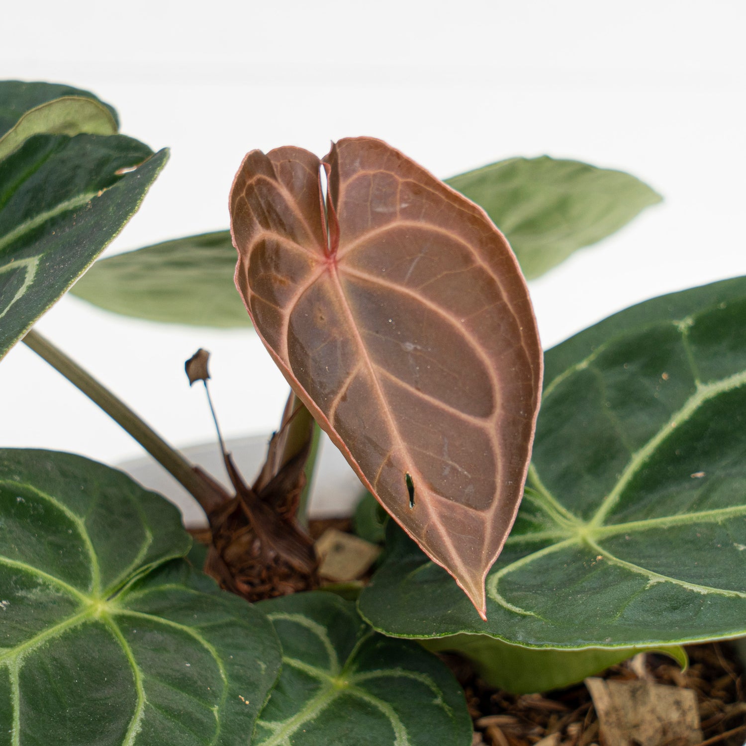anthurium verde Anthurium Dressleri x Magnificum verde