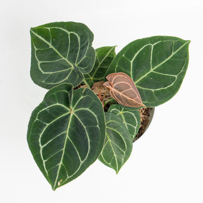 Anthurium Dressleri x Magnificum verde