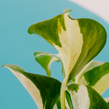 Epipremnum pinnatum manjula  - Greenspaces.id