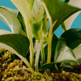 Epipremnum pinnatum manjula  - Greenspaces.id