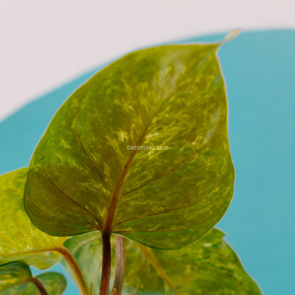 Philodendron sodiroi variegated  - Greenspaces.id