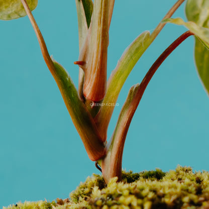 Philodendron sodiroi variegated  - Greenspaces.id