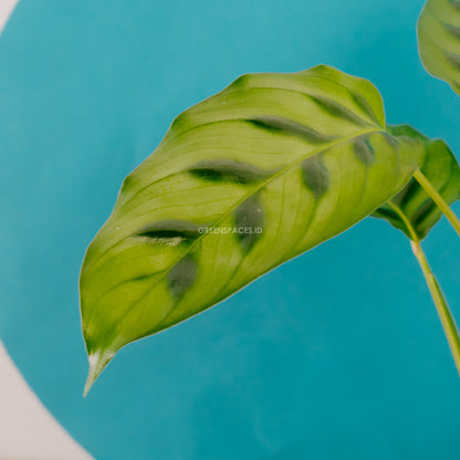 Calathea leopardina 