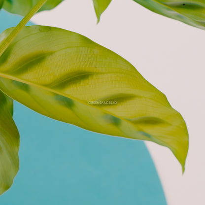 Calathea leopardina 