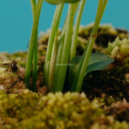 Syngonium Green Splash  - Greenspaces.id