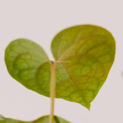 Piper sylvaticum  - Greenspaces.id