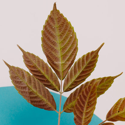 Leea amabilis