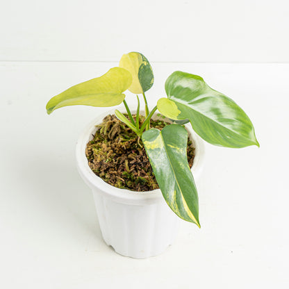 violin philodendron Philodendron Violin Variegated – Greenspaces.id