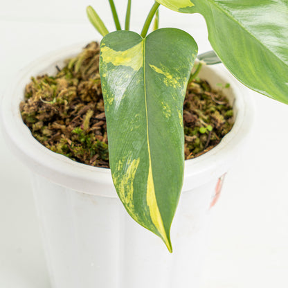 Philodendron violin variegated