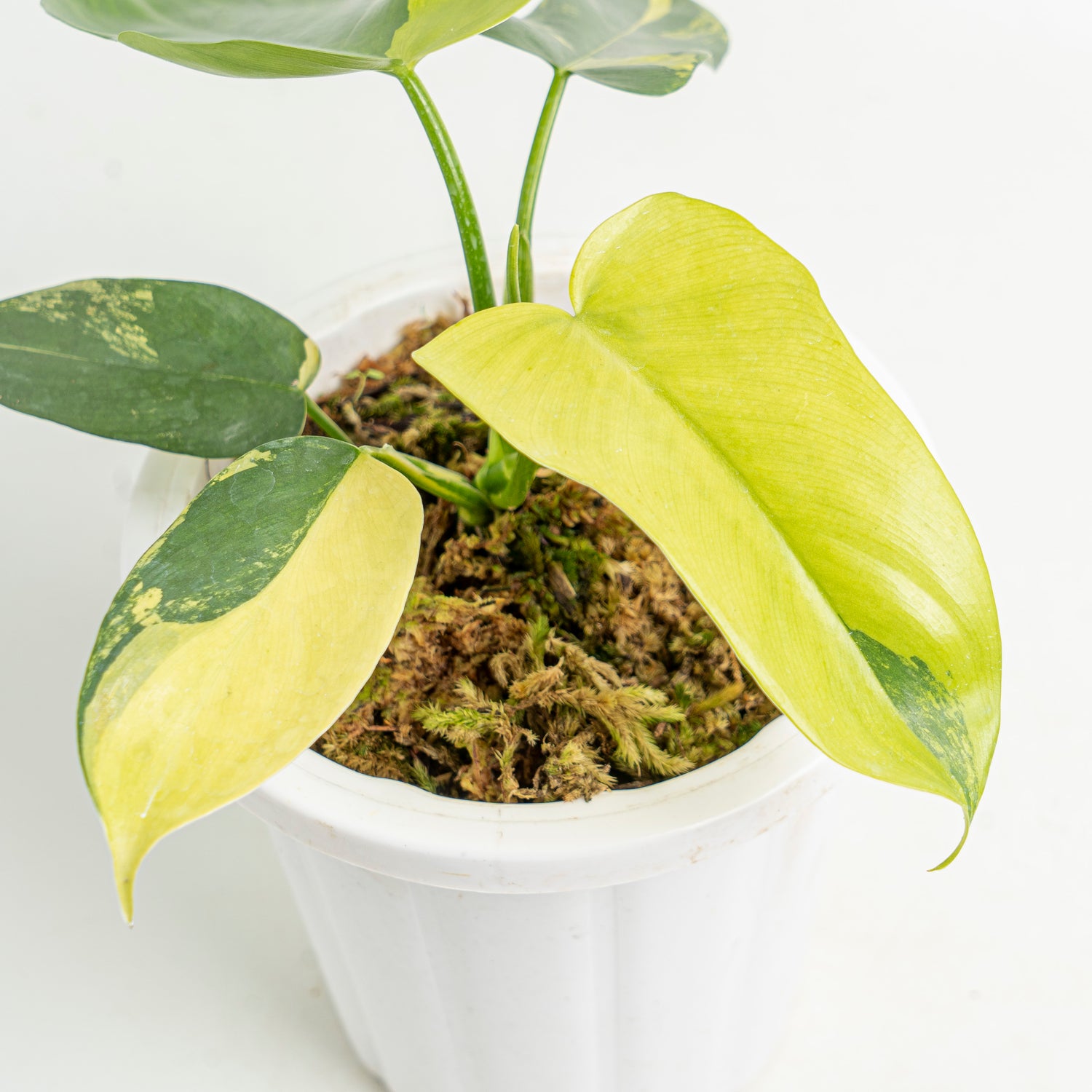 Philodendron violin variegated