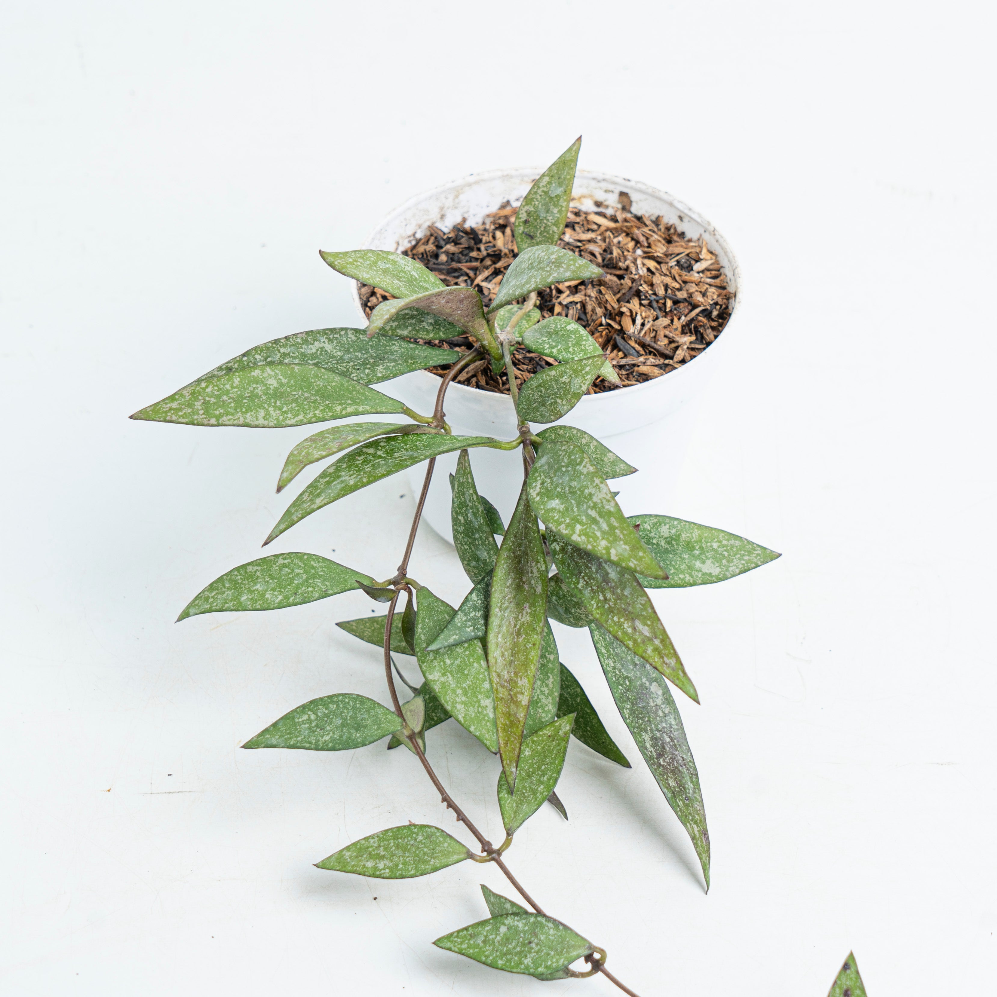 Hoya parviflora Splash