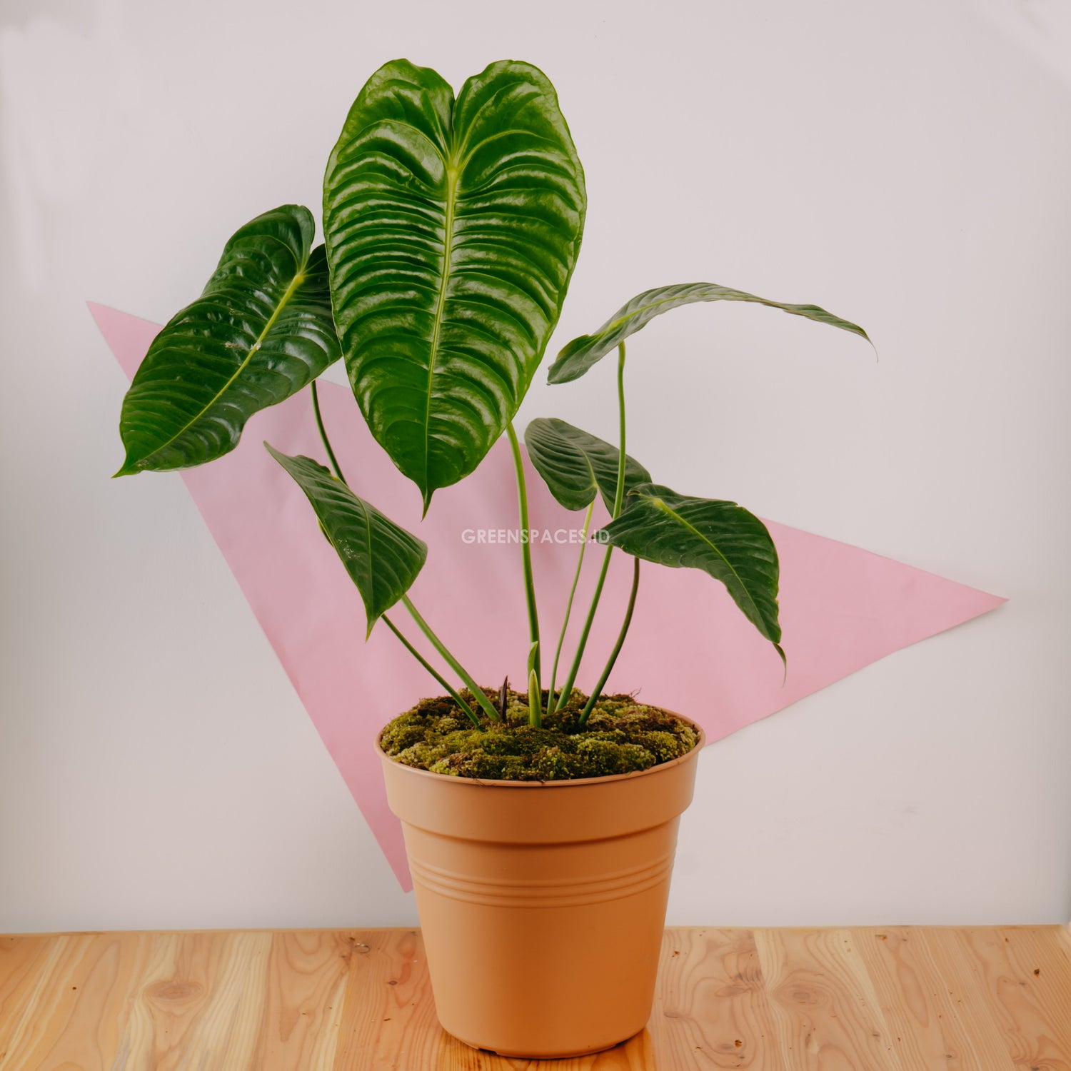 philodendron veitchii Anthurium King Veitchii Large Size – Greenspaces.id