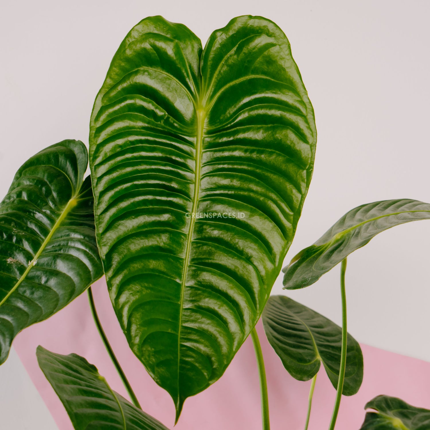 philodendron veitchii Anthurium King Veitchii Large Size – Greenspaces.id