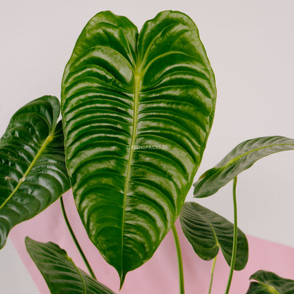 Anthurium King Veitchii Large Size