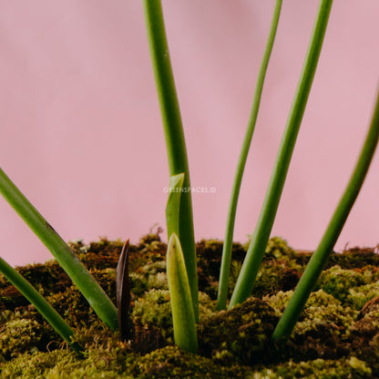 Anthurium King Veitchii Large Size