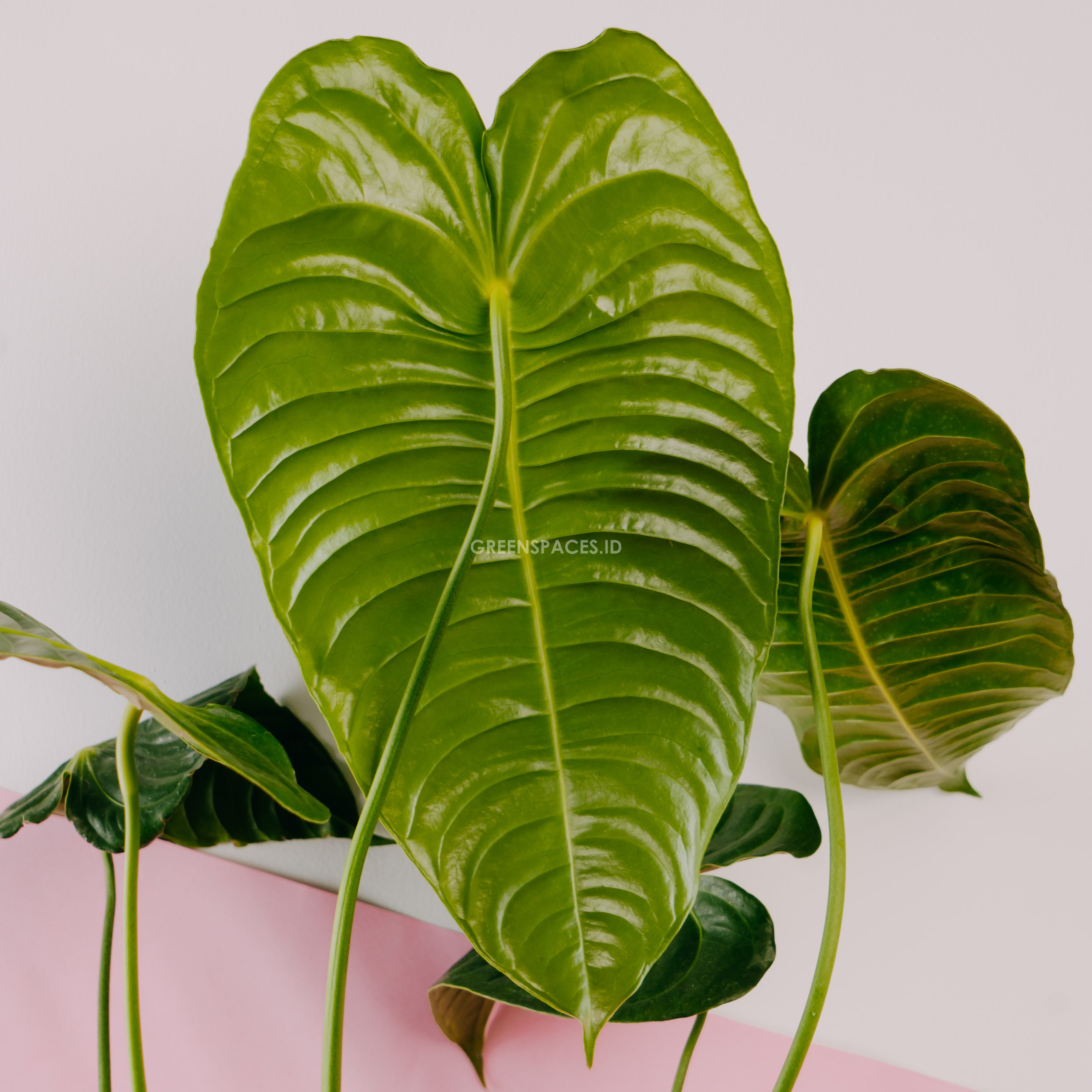 Anthurium Veitchii King Ori Baby Ship By DHL Express shops Free Phytosanitary Certificate