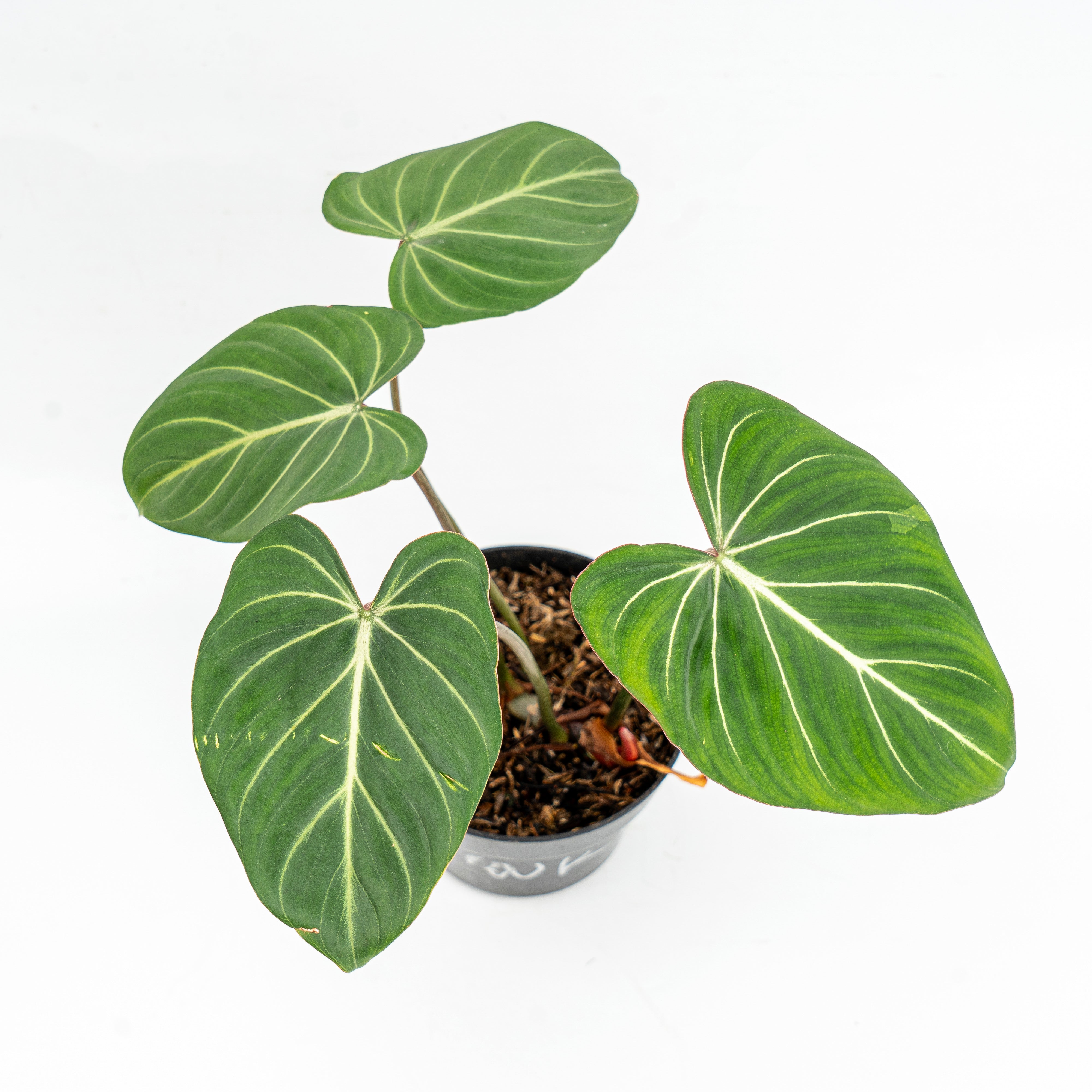 Philodendron Gloriosum Dark Form – Greenspaces.id