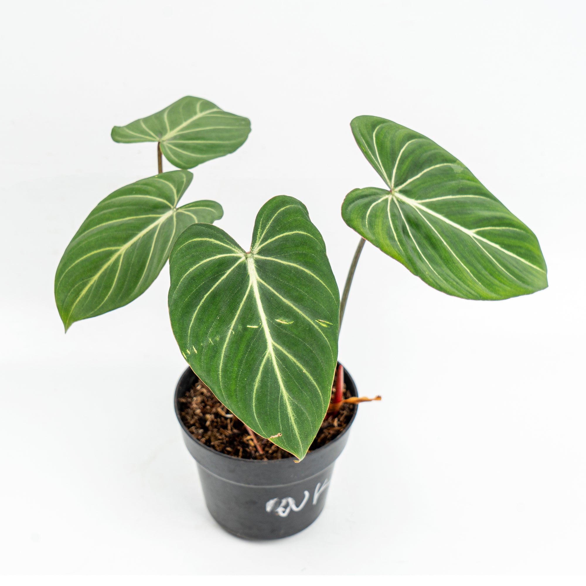 Philodendron gloriosum dark form main image 0