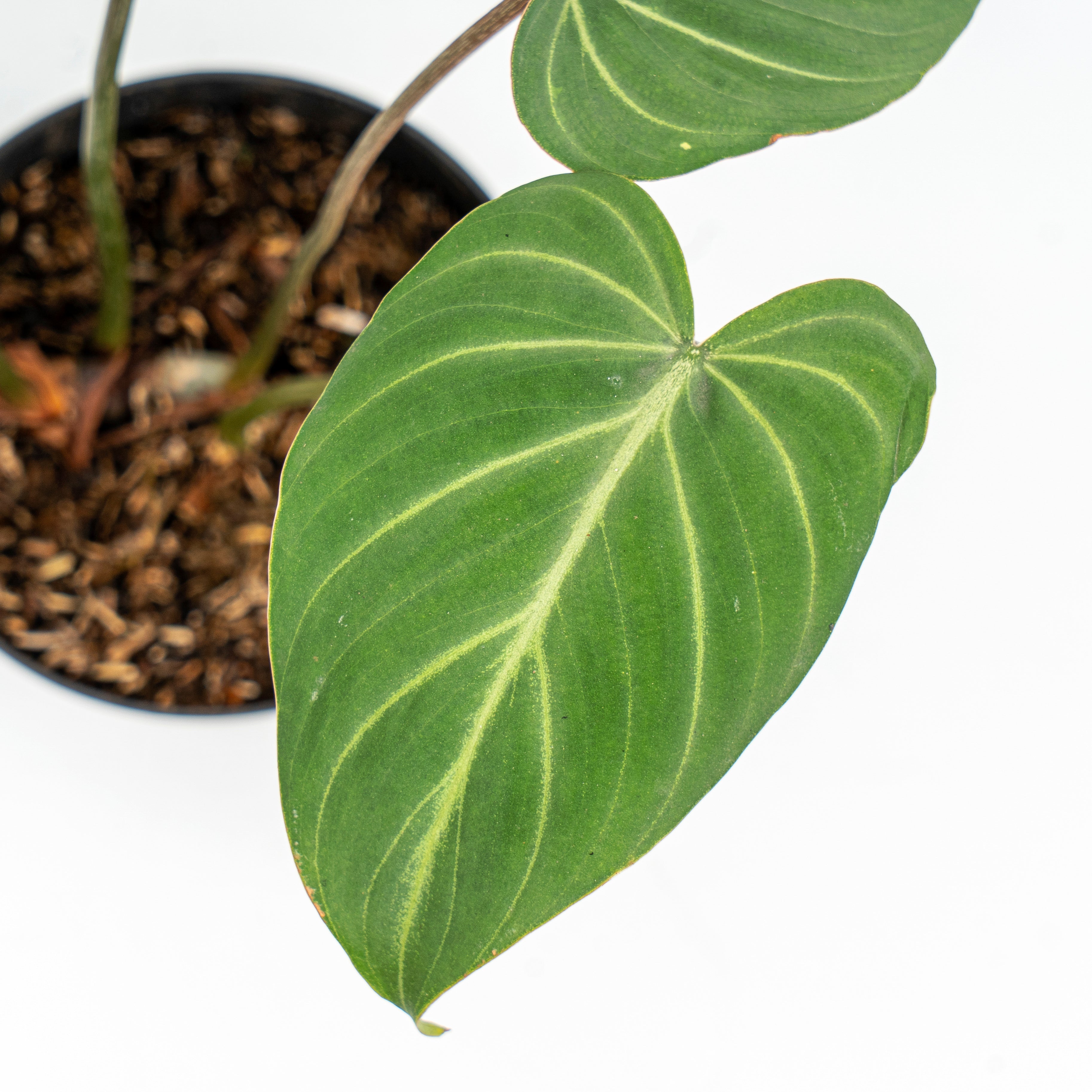 Philodendron Gloriosum Dark Form