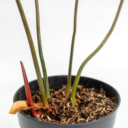 Philodendron Gloriosum Dark Form